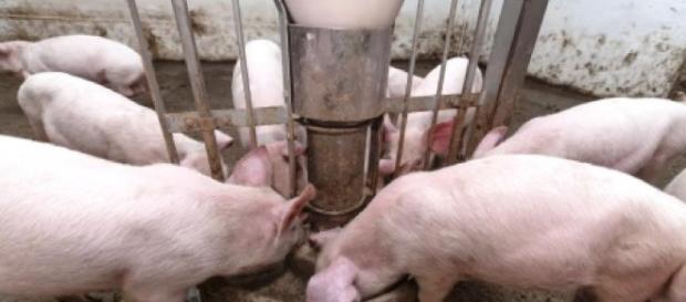 eleveurs - crise porcine - france eleveurs - crise porcine - france