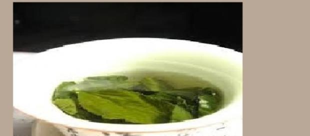 sustancia de té verde ayuda en reparación del ADN sustancia de té verde ayuda en reparación del ADN