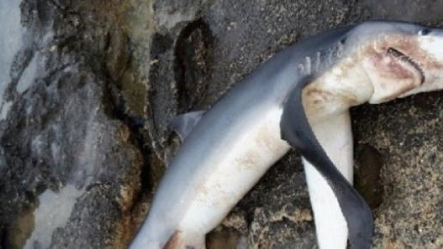 Squalo adagiato sugli scogli