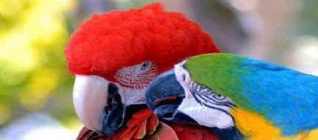 Arara colore a Amazônia com suas cores . Arara colore a Amazônia com suas cores .
