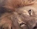 Mataron torturando en forma agónica a Cecil, el león más famoso del mundo