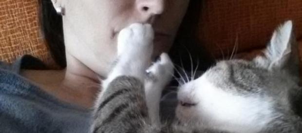 Acariciar un gato aporta tranquilidad y relax. Acariciar un gato aporta tranquilidad y relax.