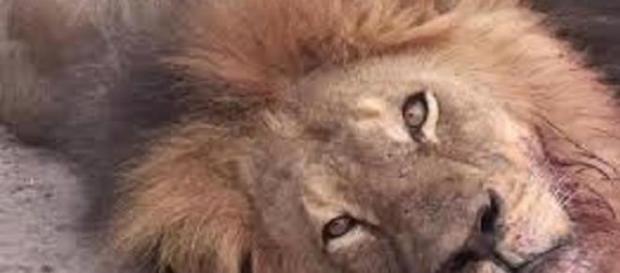 Torturan y matan a Cecil el león más famoso Torturan y matan a Cecil el león más famoso