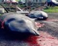 La matanza de ballenas y delfines en Dinamarca tiñe el mar de rojo e indigna al mundo