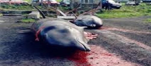 Cientos de ballenas y delfines mueren en el ritual