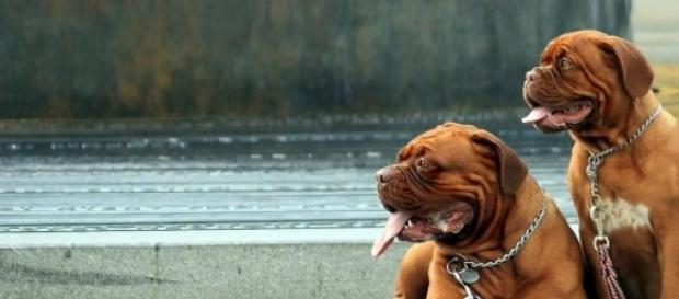 Cães e gatos recebem estatuto de proteção Cães e gatos recebem estatuto de proteção