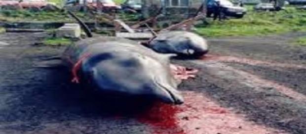 Cientos de ballenas y delfines mueren en el ritual Cientos de ballenas y delfines mueren en el ritual