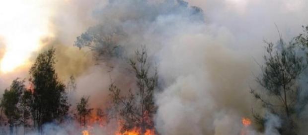 El fuego forestal arrasa con todo El fuego forestal arrasa con todo