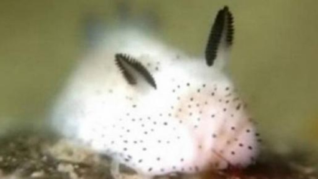 Il coniglio di mare in primo piano