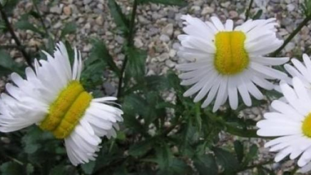 Margherite mutanti di Fukushima