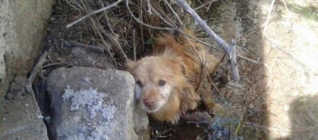 Cão no local que estava preso e foi hoje salvo Cão no local que estava preso e foi hoje salvo