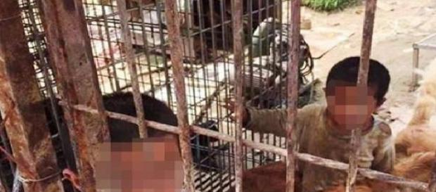 Doi copii sunt crescuți într-o cușcă cu animale Doi copii sunt crescuți într-o cușcă cu animale