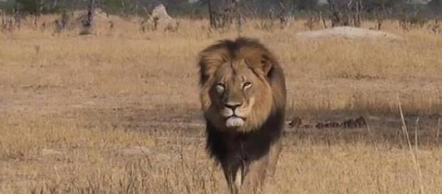Ucciso Cecil, leone simbolo Zimbawe Ucciso Cecil, leone simbolo Zimbawe