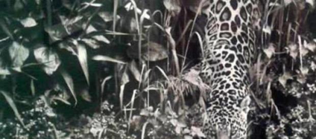 Um felino, com um ar cauteloso, a beber água Um felino, com um ar cauteloso, a beber água
