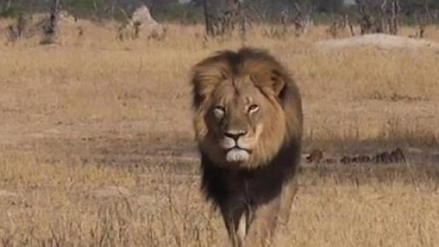 Ucciso Cecil, leone simbolo Zimbawe