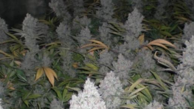 Una serie di piante di Amnesia haze