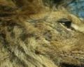 Se conoció la identidad del asesino de Cecil, el león más amado del mundo