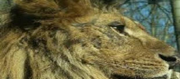 Cecil fue el león más famoso del mundo Cecil fue el león más famoso del mundo