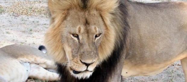 Cecil morreu 40 horas depois de ferido Cecil morreu 40 horas depois de ferido