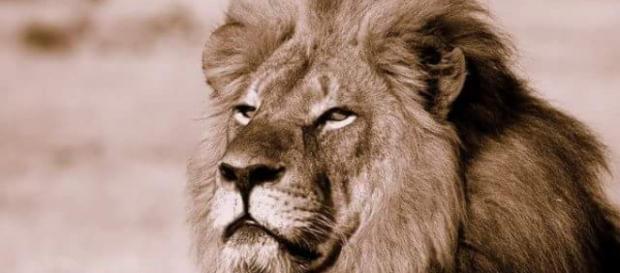 Este es el querido león Cecil. Este es el querido león Cecil.