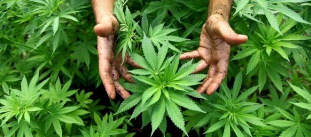 O uso de maconha está em queda O uso de maconha está em queda