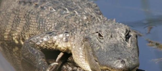 Salva cane da assalto di alligatore Salva cane da assalto di alligatore