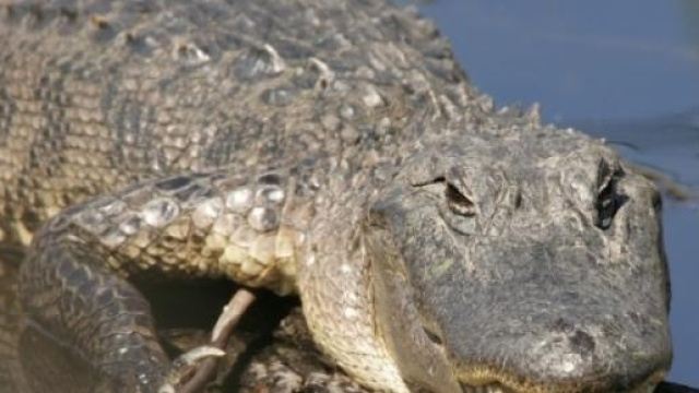 Salva cane da assalto di alligatore