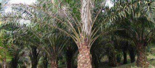 Una coltivazione di palme da olio