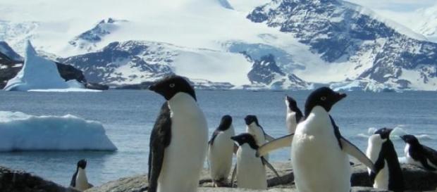 Where do the penguins go? Where do the penguins go?