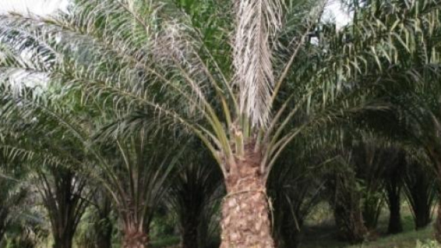 Una coltivazione di palme da olio