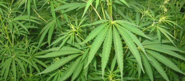 Alla Camera il ddl cannabis legale, 220 firme Alla Camera il ddl cannabis legale, 220 firme
