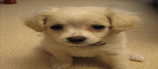 Cucciolo di cane, il miglior amico dell'uomo Cucciolo di cane, il miglior amico dell'uomo