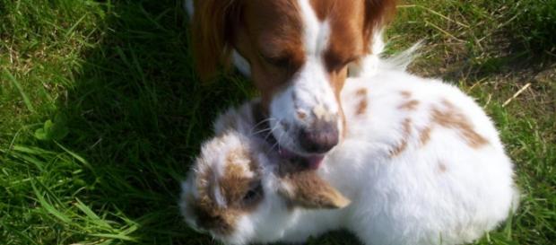 deux animaux qui cohabite parfaitement deux animaux qui cohabite parfaitement
