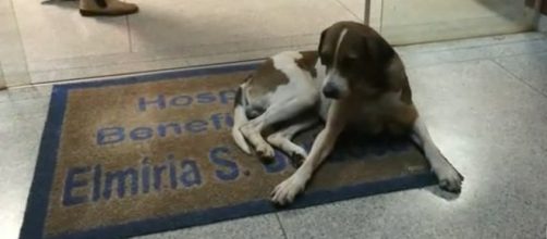 Cachorro aguarda na porta do hospital pela dona