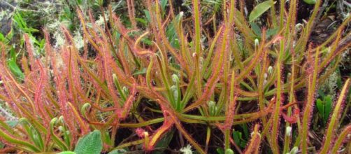 Drosera magnifica (foto:Paulo Gonella)