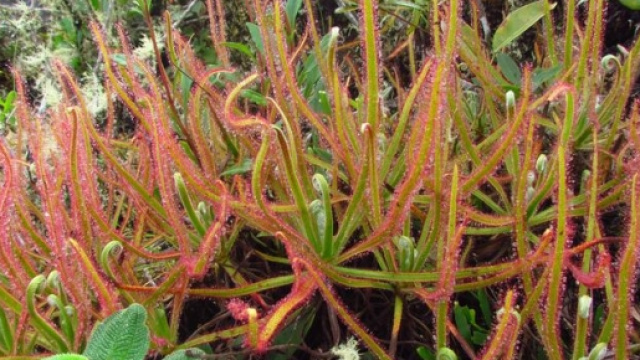 Drosera magnifica (foto:Paulo Gonella)