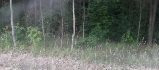Las na Mazowszu zagrożony suszą Las na Mazowszu zagrożony suszą