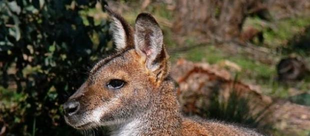 Skippy könnte ein Rotnackenwallaby sein. Skippy könnte ein Rotnackenwallaby sein.