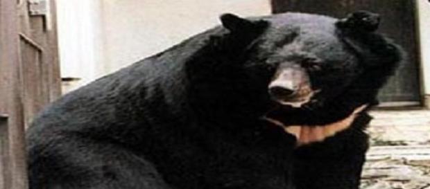 Urso Negro Asiático é uma espécie perigosa Urso Negro Asiático é uma espécie perigosa
