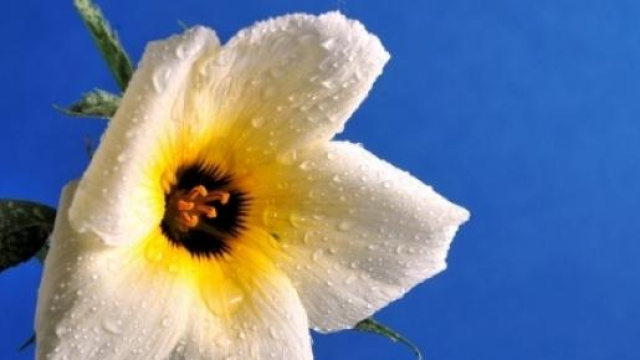 Laura la ragazza belga, che non vuole pi&ugrave; vivere.