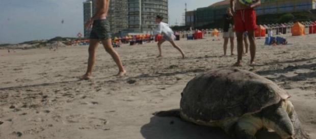 Tartaruga gigante encontrada na Praia de Ofir Tartaruga gigante encontrada na Praia de Ofir