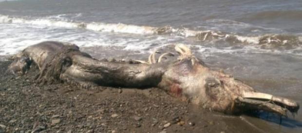La criatura desconocida hallada en Sajalín, Rusia La criatura desconocida hallada en Sajalín, Rusia