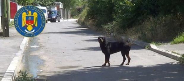 Rottweiler liber pe o stradă din Galați Rottweiler liber pe o stradă din Galați