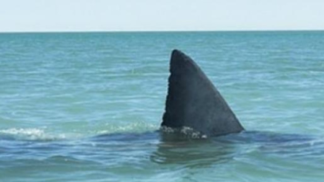 La tipica pinna di uno squalo