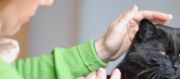 Os gatos são mais sensíveis à energia Reiki Os gatos são mais sensíveis à energia Reiki