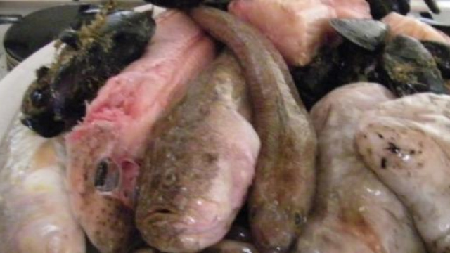 Pesci di scoglio. Noi useremo le triglie