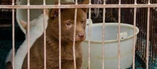 Bok Nal, fermiamo strage di cani in Corea del Sud