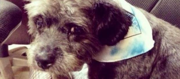 Il cagnolino Chester ha molti tumori Il cagnolino Chester ha molti tumori