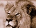 Aumenta la condena social hacia el asesino del León Cecil