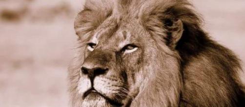 Fotografía del león asesinado... Cecil